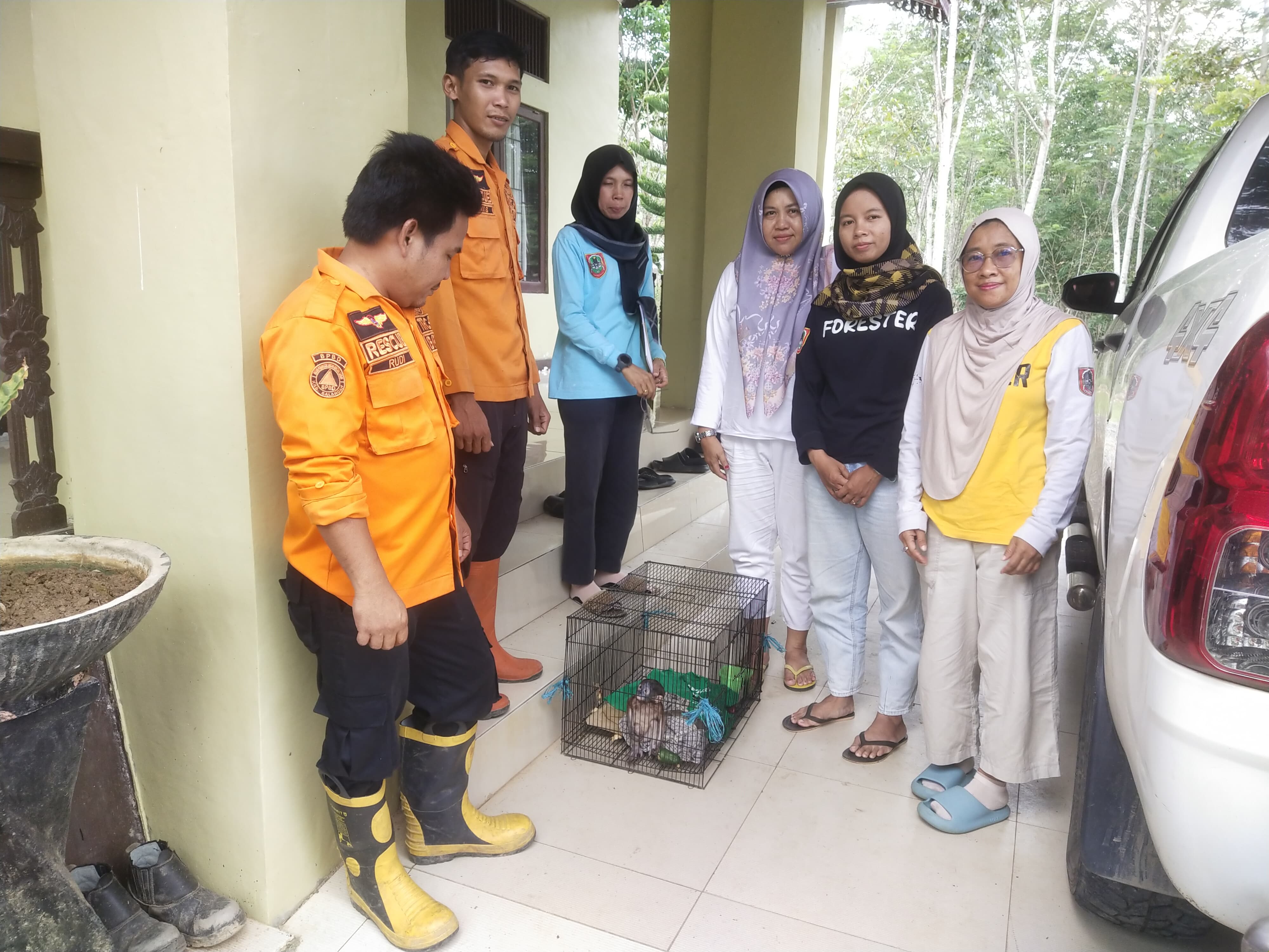 BPBD Balangan Serahkan Anak Bekantan ke BKSDA untuk Direhabilitasi