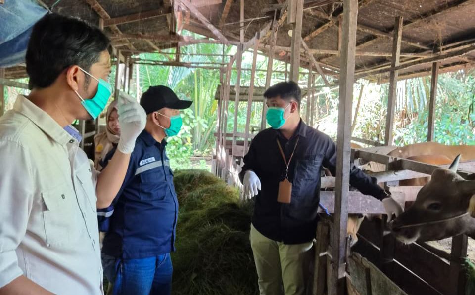 DKP3 Balangan Periksa Kesehatan Hewan Kurban Jelang Iduladha