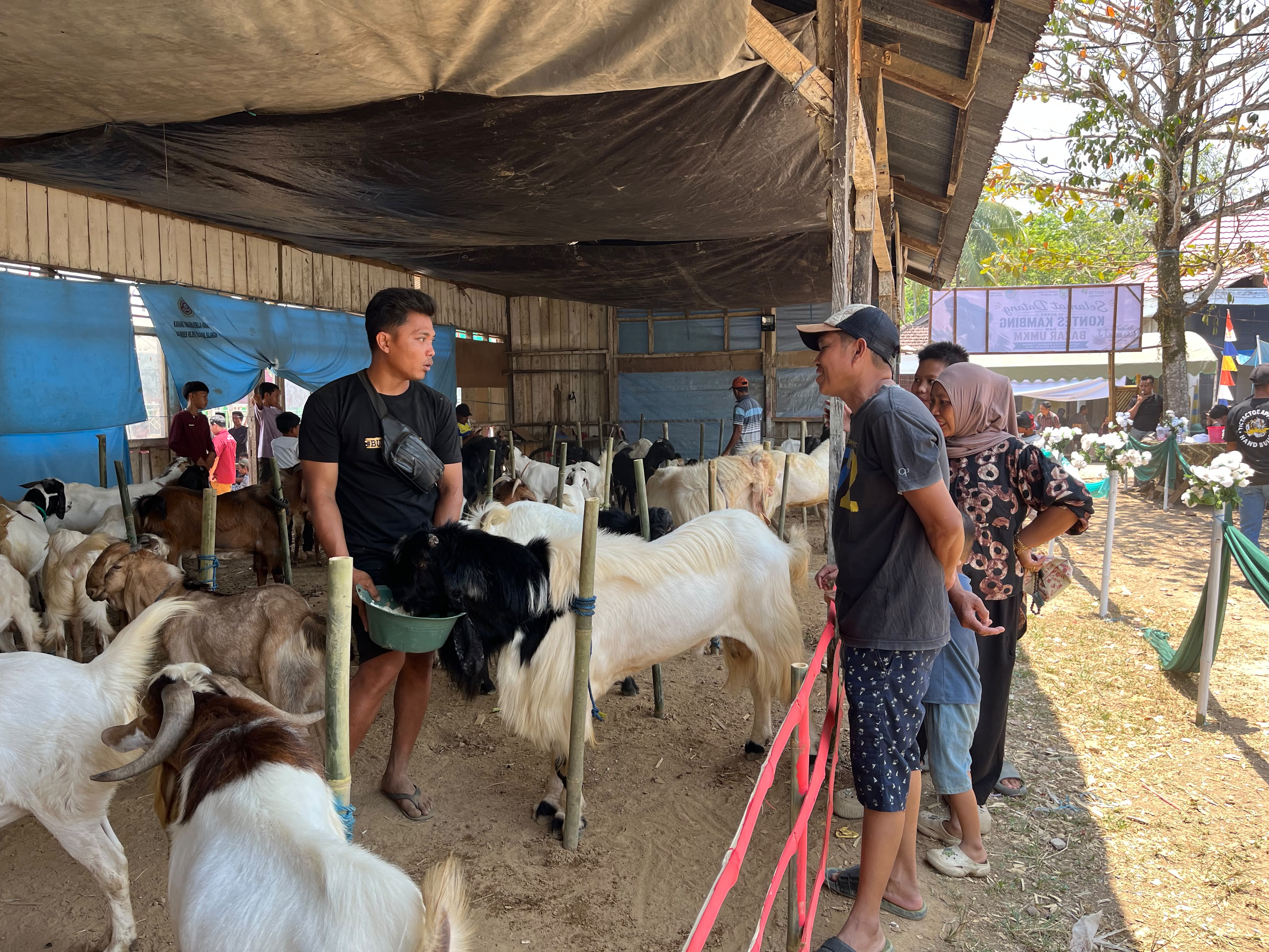 Kontes Kambing Jadi Ajang Kenalkan Potensi Peternakan Desa Sumber Rejeki